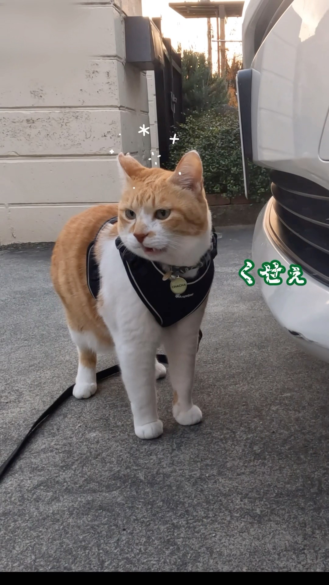 猫武将∠(｀∇´)ゝ白猫(中) 黒甲冑 黒兜
