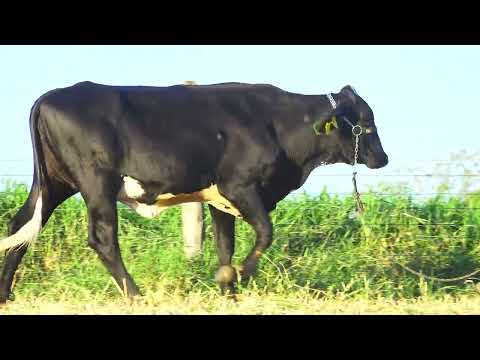LOTE 109 TEFA HIKA