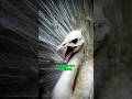 White as Snow, Magnificent as a King | White Peacock