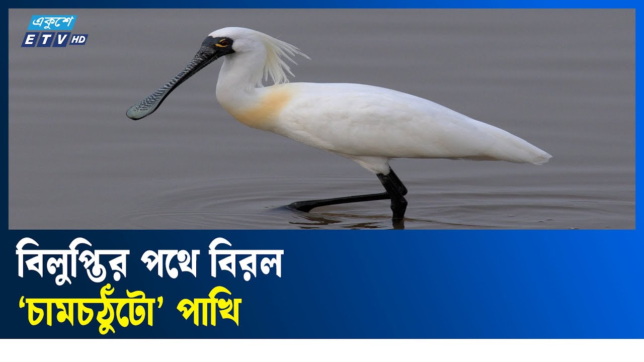 বিশ্বের সবচেয়ে বিপন্ন পাখি: চামচঠুঁটো   || ETV Lifestyle | Ekushey TV