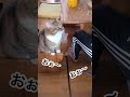 次男にだけ厳しい猫 #猫 #ヌコ #次男にだけ厳しいって #shorts