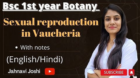 Vaucheria: Sexual reproduction (Notes)Bsc 1st year Botany