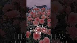 You&#39;ve Been Wanting To Grow Dahlias