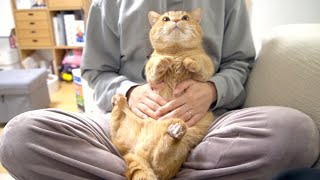 人ではないので返事しない短足猫のごはんタイム-It's time to feed the cat.-