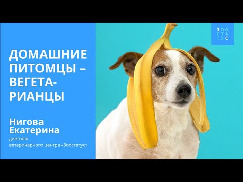 Могут ли кошки и собаки быть вегетарианцами?