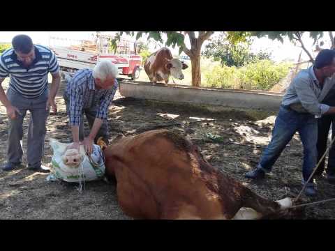 Kurban kesme elazığ  elemi köyü