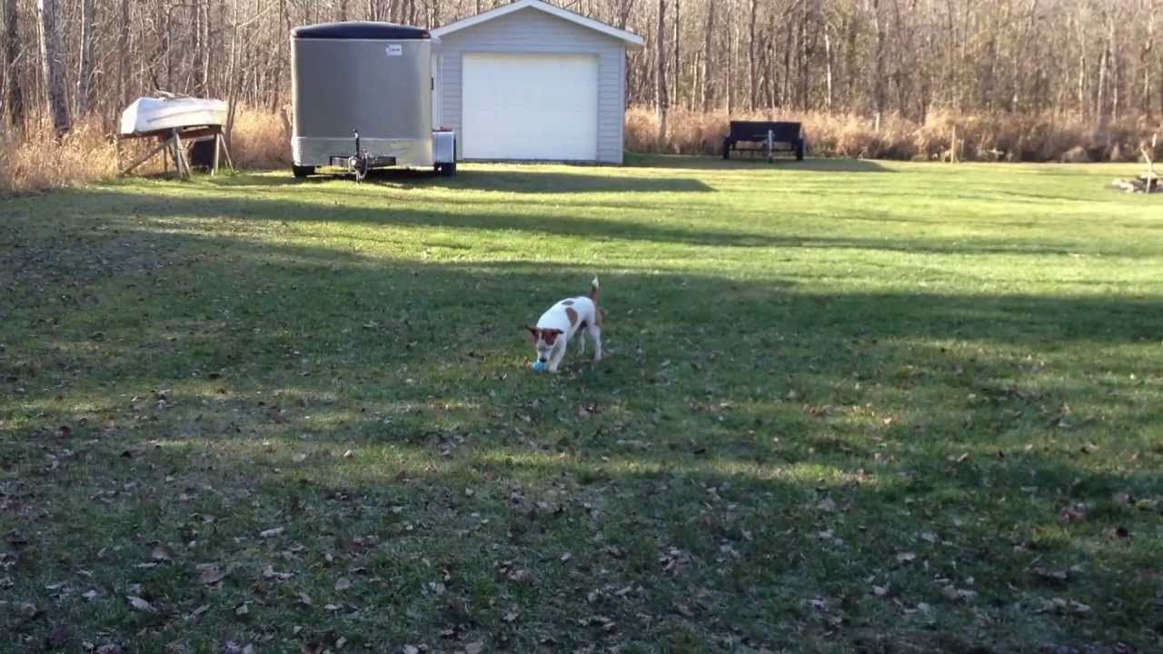 Dog throws ball to Himself YouTube