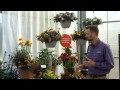 Extend your season with heatloving plants from ball floraplant