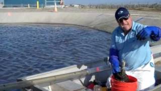 How to sludge judge a lagoon: part 2