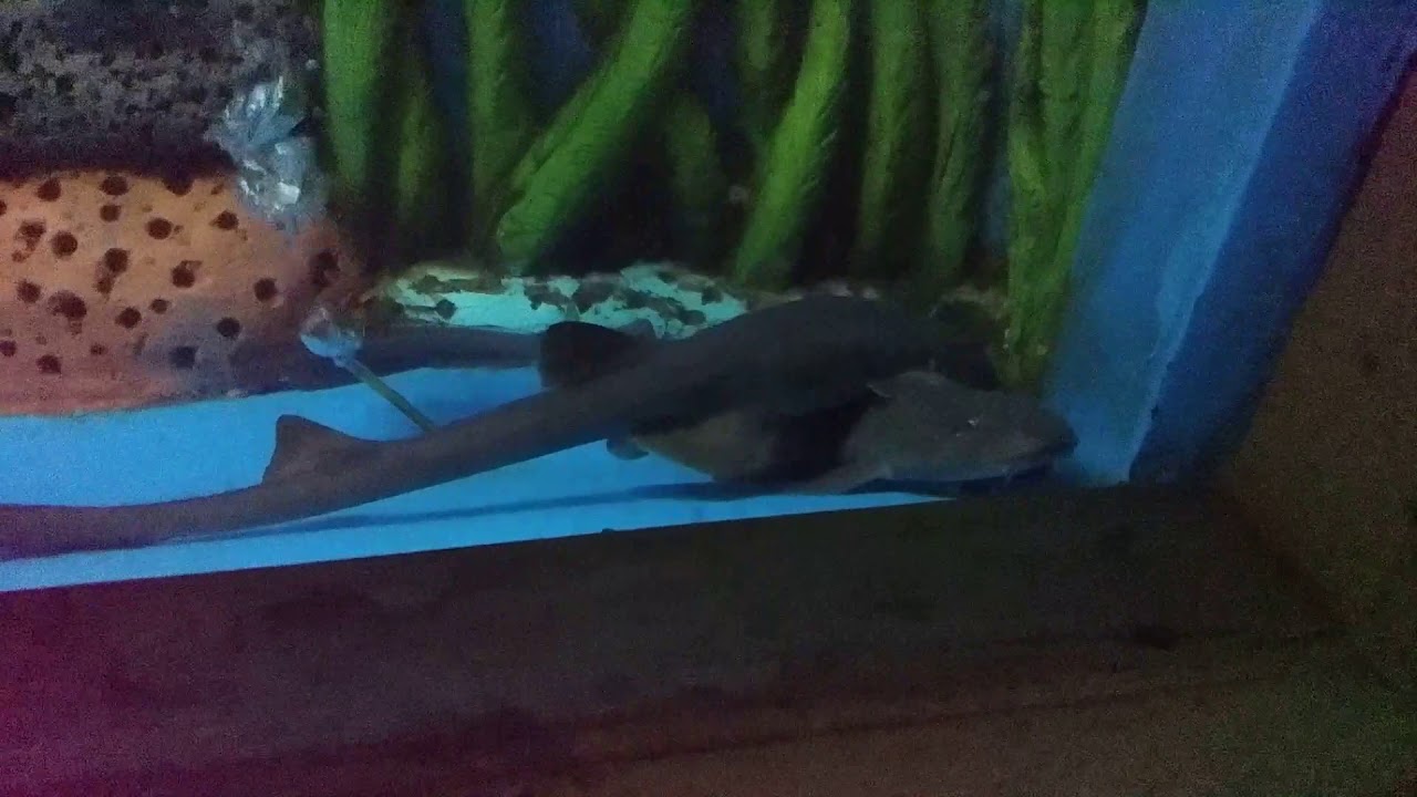Grey Bamboo Shark YouTube