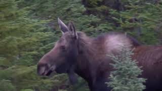 Newfoundland, Trip to Country, Bear Bait and Cabin Check & Mackerel Fishing Sept 3, 2025