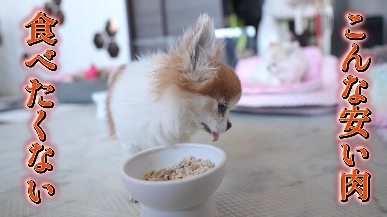 【ひろゆき解説】和牛ステーキを食べた翌朝の御飯は必ずこうなるチワワ達ｗ