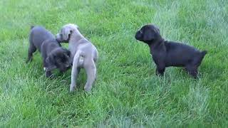 Cane Corso Puppies for Sale
