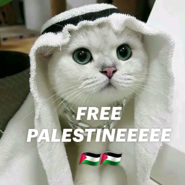 Atuna tufali Ai cat voice #catvideos #catlover #catmusic sad 😢 #animation #ai