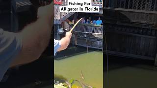 Fishing For Alligator In Florida #fish #fishing #alligator #florida #floridalife #fun #destinflorida