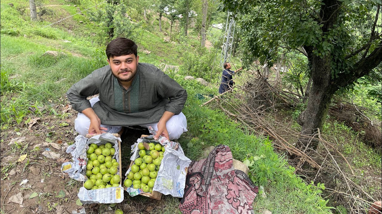 Pear Tree | Pear Fruit | Pear Benefits | Solo Fahad
