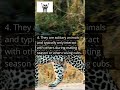 The mighty leopard  shorts animals please like  subscribe viral facts youtubeshorts wild