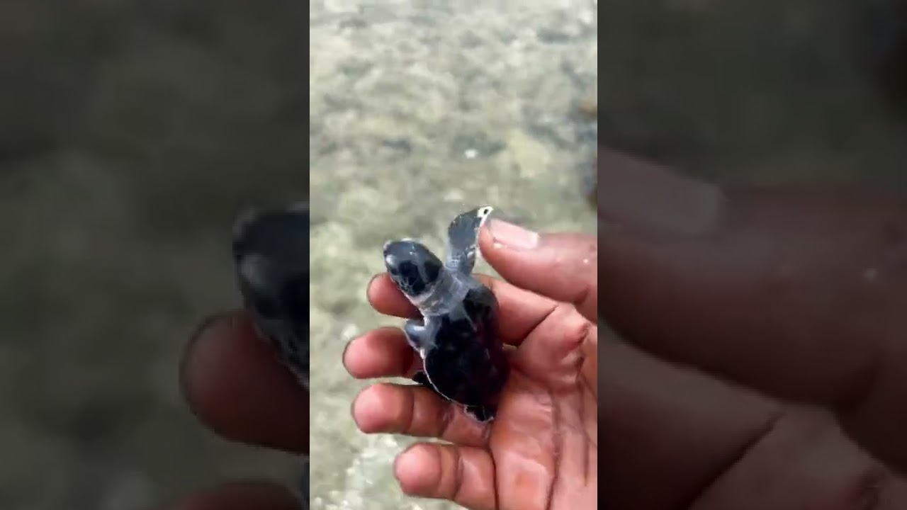 Leatherback turtle at Indira Point Andaman and Nicobar | Pet for a few days | largest Turtle