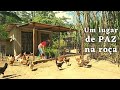 LUGAR DE PAZ NA ROÇA! ALIMENTANDO OS PEIXES + CAFÉ DA MANHÃ SAUDÁVEL  E COLHEITA DE CENOURAS