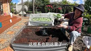 移植草莓苗 Transplanting strawberry seedings 【NZ Lucy Vlog 119】