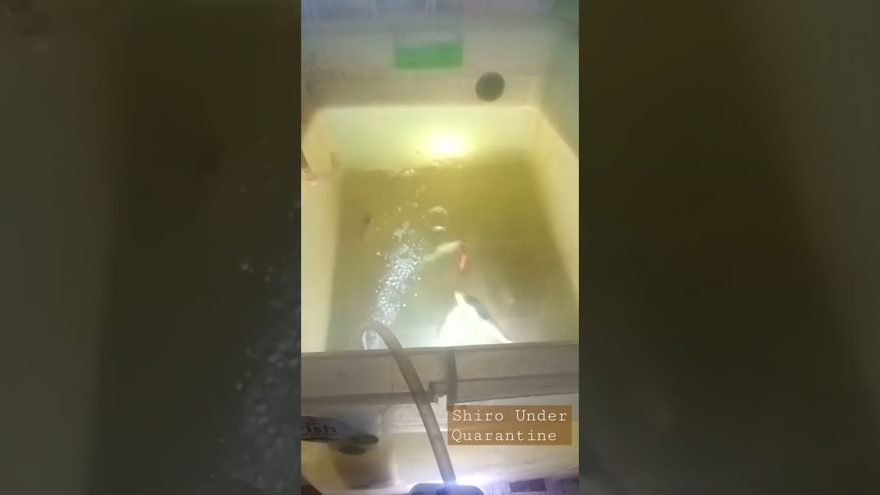 Koi Quarantine 