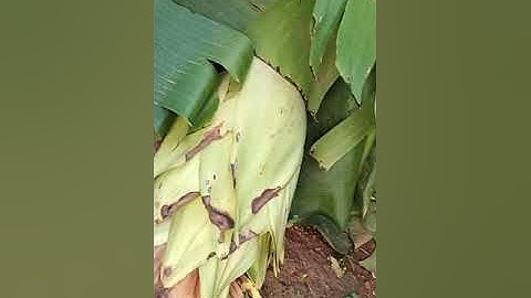 thăm trang trại của ông chủ tây bắc, có cây chuối cô đơn huyền thoại