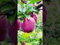 Kashmiri Apple Health Benefits