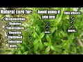 Serpentina Natural Cure | Serpentina Side Effects | Mga Bawal Gumamit Ng Serpentina | Homefoodgarden