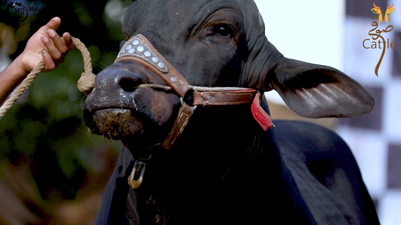 Sufi Cattle collection 2023