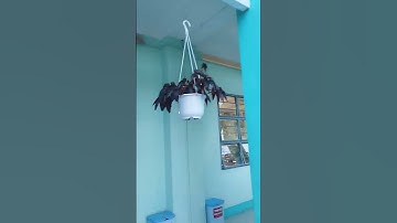 Một góc Trường THCS Võ Trường Toản những ngày cuối năm học 2024-2025🌱✅