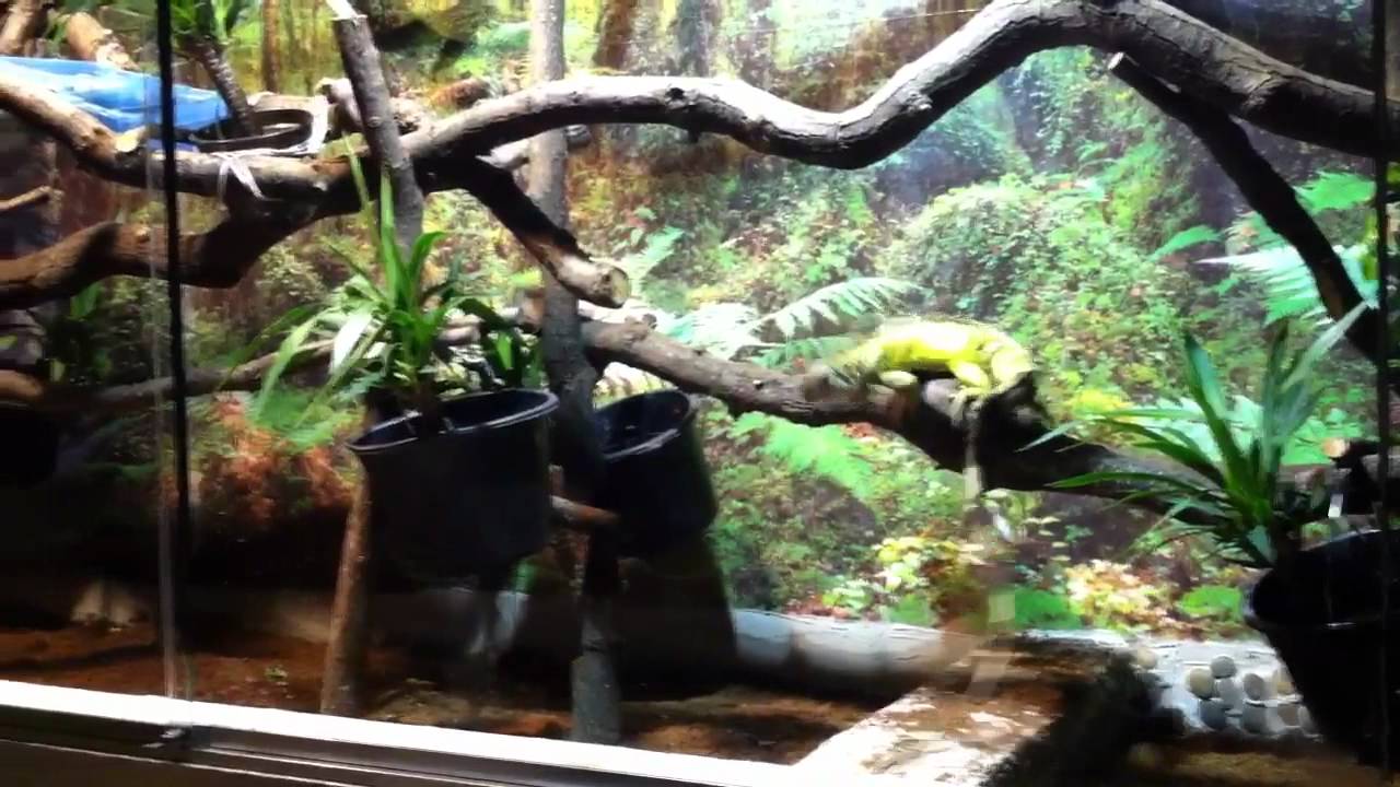 iguana vivarium