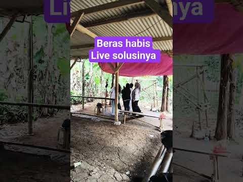 Rice Runs Out Live Solution Acimmandala Kampunglive 