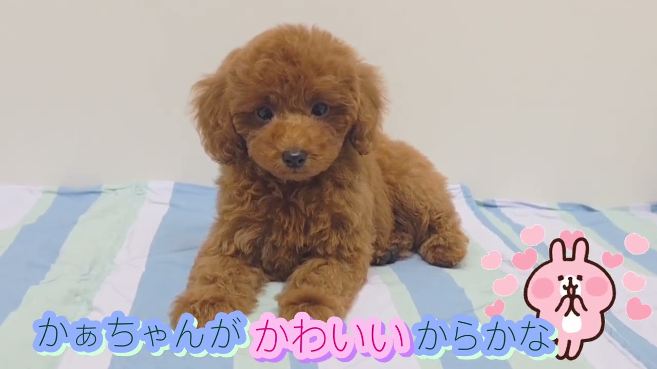 7/25生 トイプードル仔犬【次男②】 - YouTube