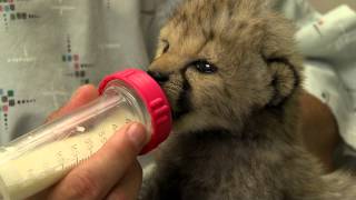 Cheetah Cub in Nursery - Cincinnati Zoo