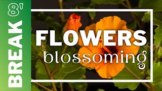 Flowers blossoming | 8 min break (Soul moments) 4K