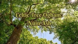 Celtic Tree Ogham: Nuin Ash | Episode 5 of the Celtic Tree Ogham Series 🌳