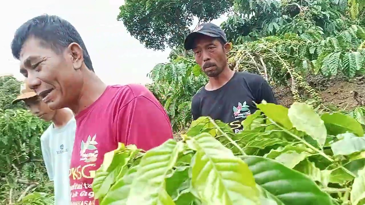 Alhm dlh supot dari mz priyadi / bos kopi dari pintau Raya sangar merespon kpada petani nya.