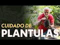 MANEJO, CUIDADOS Y TRANSPLANTE DE PLANTULAS EN BOLSAS 🪴 | Jairo Restrepo Rivera