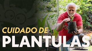 MANEJO, CUIDADOS Y TRANSPLANTE DE PLANTULAS EN BOLSAS 🪴 | Jairo Restrepo Rivera by Jairo Restrepo Rivera 10,026 views 1 year ago 8 minutes, 42 seconds