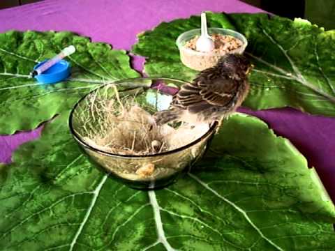 Petit Oiseau Tombé Du Nid N5avi Youtube