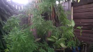 Big Outdoor Sativa Buds