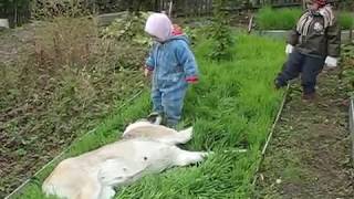 Ребенок хотел погладить собаку, собака чуть не кинулась на ребенка Ребенок хотел погладить собаку, собака чуть не кинулась на ребенка
