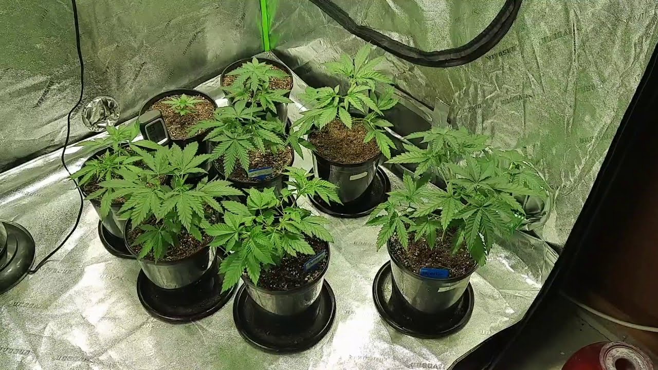 Season 2 week 4 of veg.