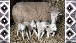 Ягнята. Карпатські вівці.