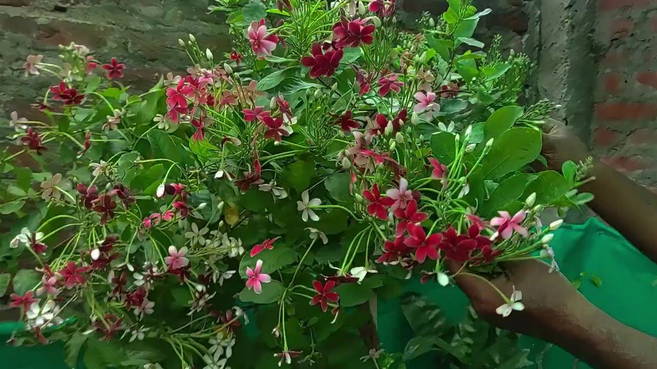 कमाल की खाद,मधुमालती में इस खाद को दो,फिर देखो परिणाम । Fertilizer mix for madhumalti ,with update