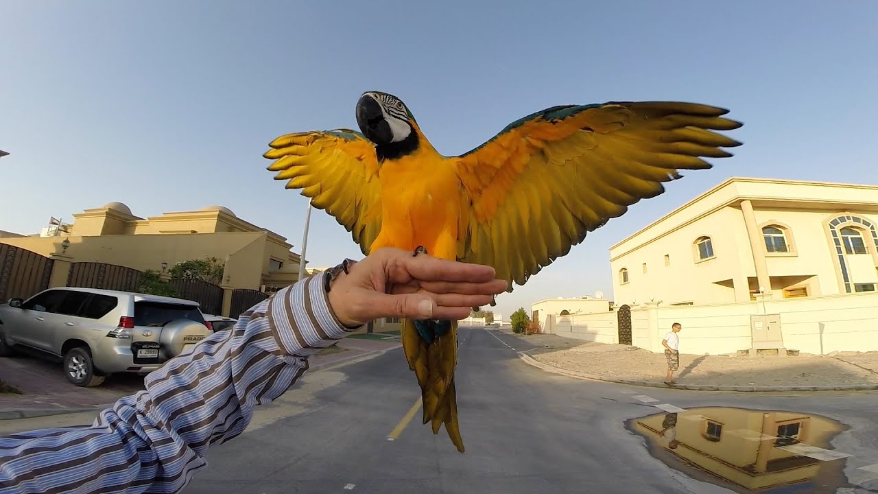 Ara free flight evening 05  March 2015