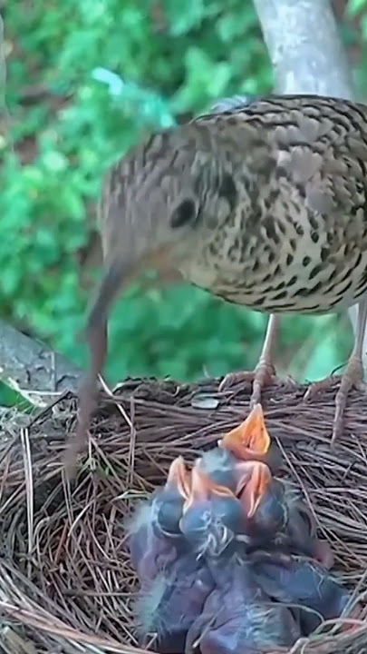INDUK BURUNG MEMBERI MAKAN ANAKNYA DENGAN BANYAK CACING #shortsvideo #burung #burungkicau