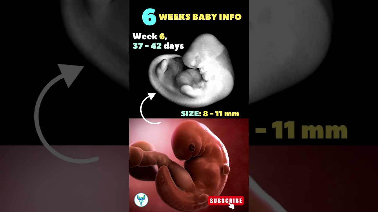 6 Weeks Baby Growth Pregnant Fetal Development Shortsfeed Pregnancy