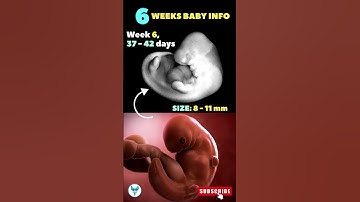 6 weeks baby growth ✅ 6 weeks pregnant | Fetal growth | Baby development #shortsfeed #pregnancy