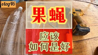 [vlog46] 果蝇是果农的一大挑战！可以试一试这方法 PART1